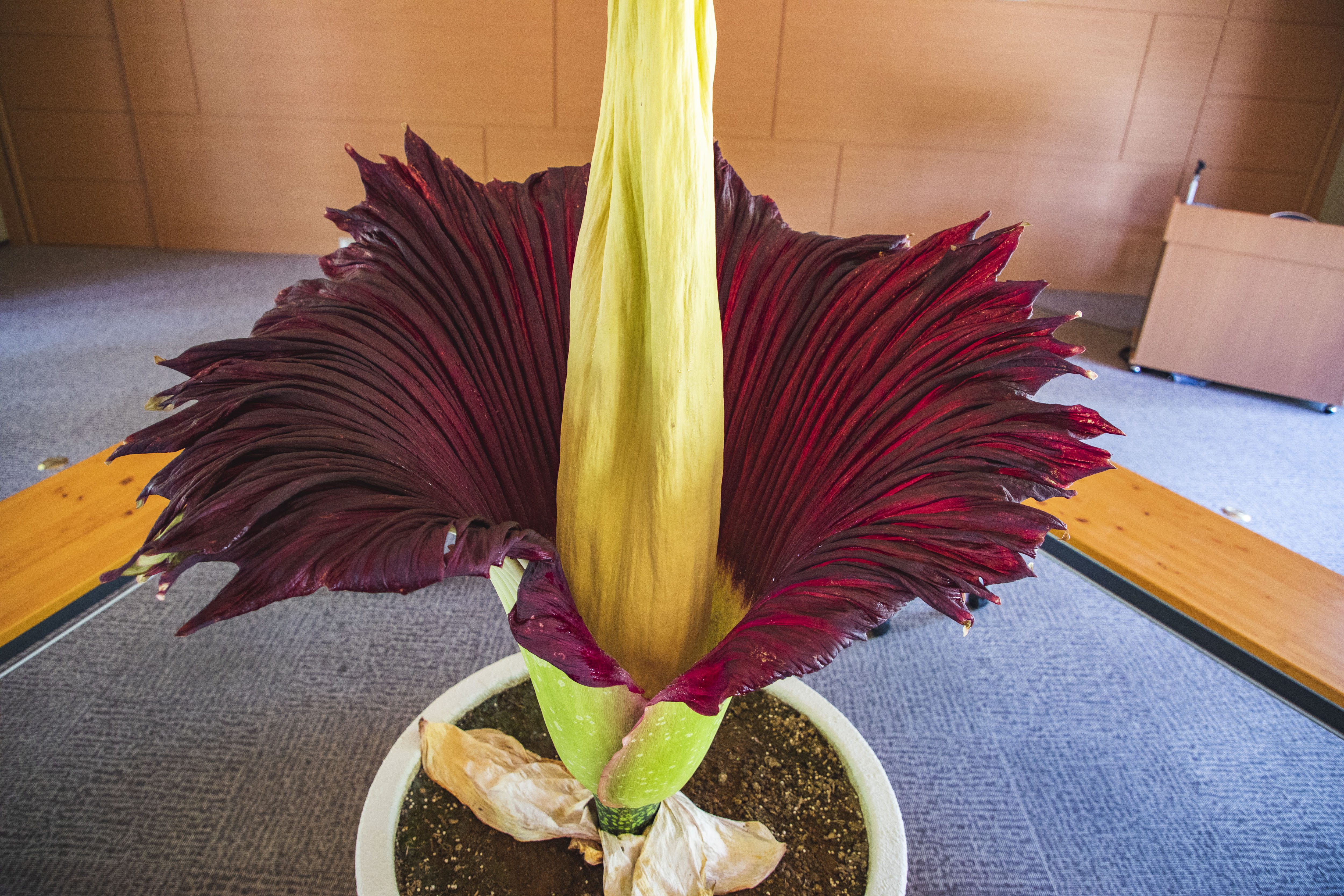 日本初の快挙！世界最大の花、ショクダイオオコンニャクの5回