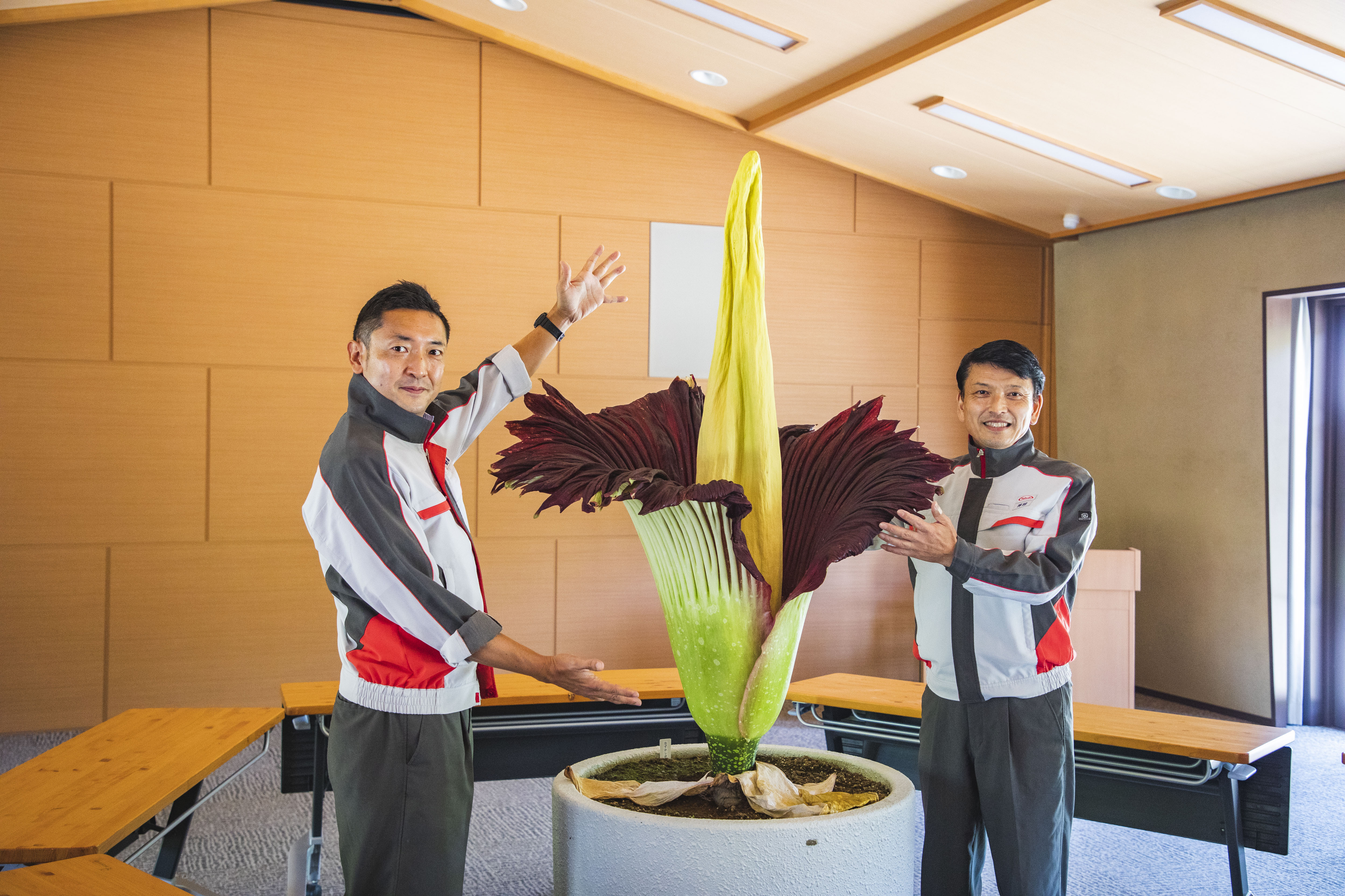 世界最大の花といわれ、絶滅危惧種にも選定されるショクダイオオ