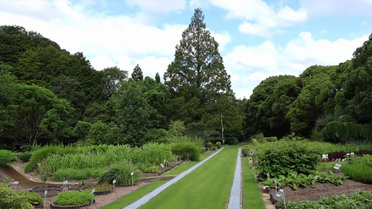 picture of the garden