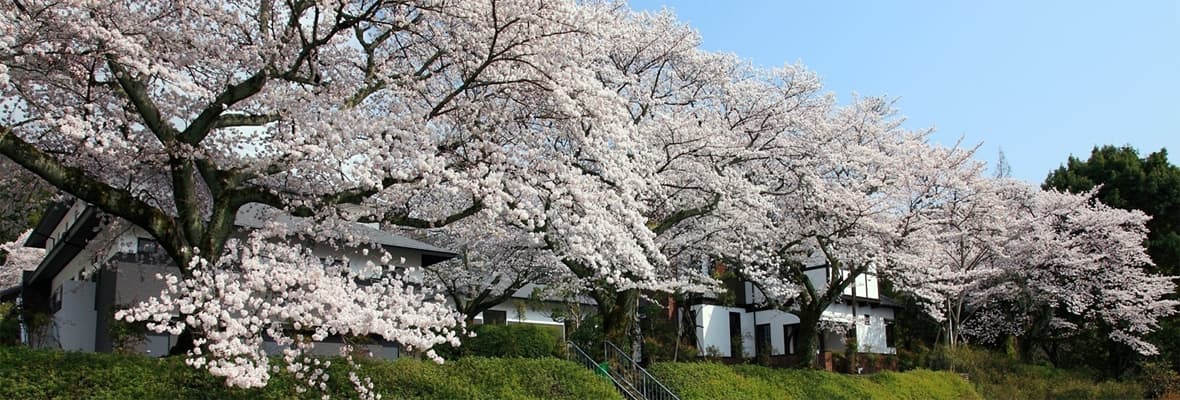 桜写真