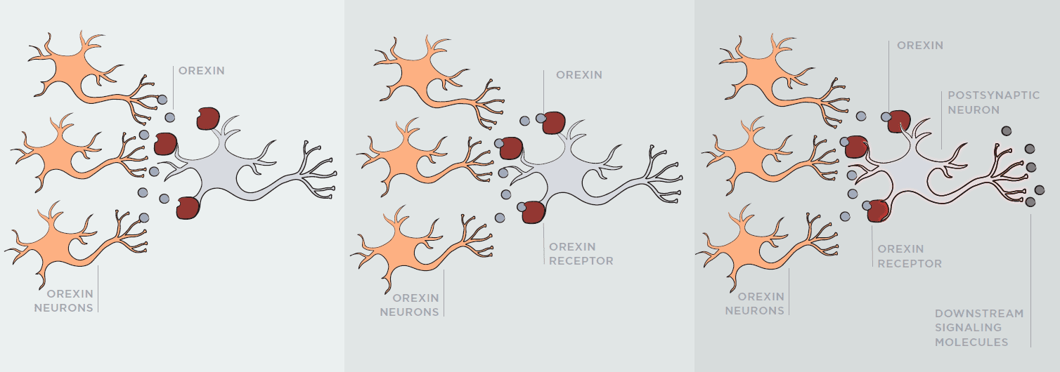 A diagram of a nervous system
