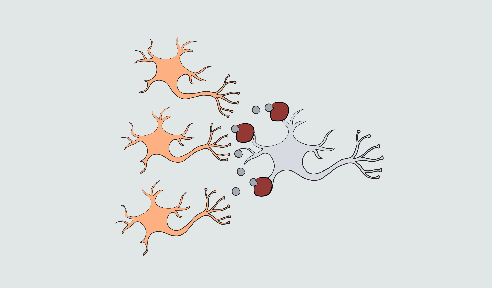 A diagram of a nervous system
