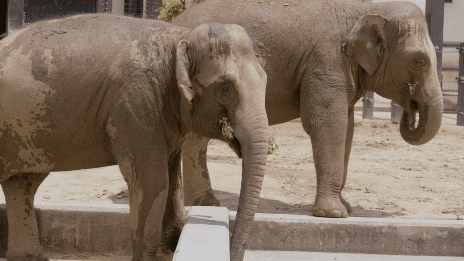 Two elephants in Kyoto zoo