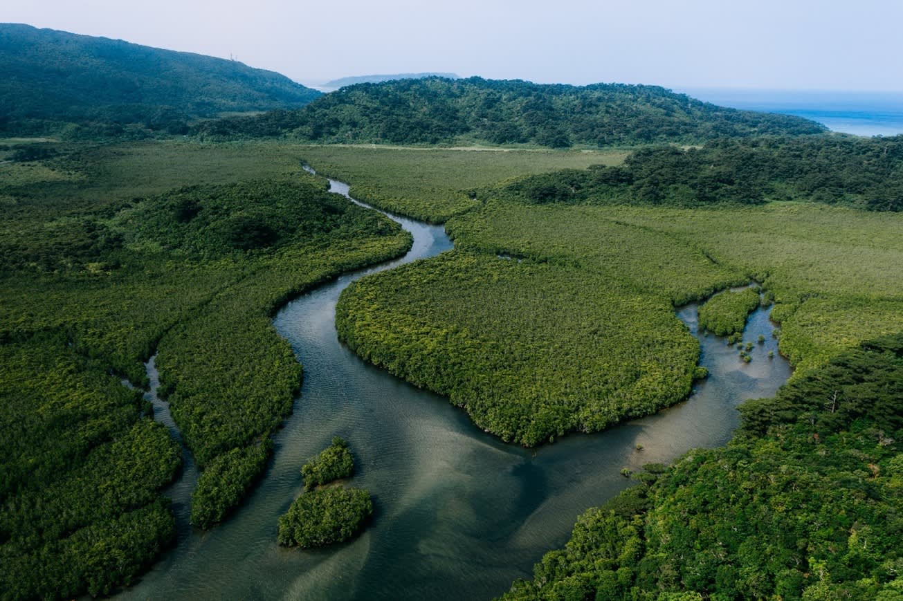 A river running through a forest
