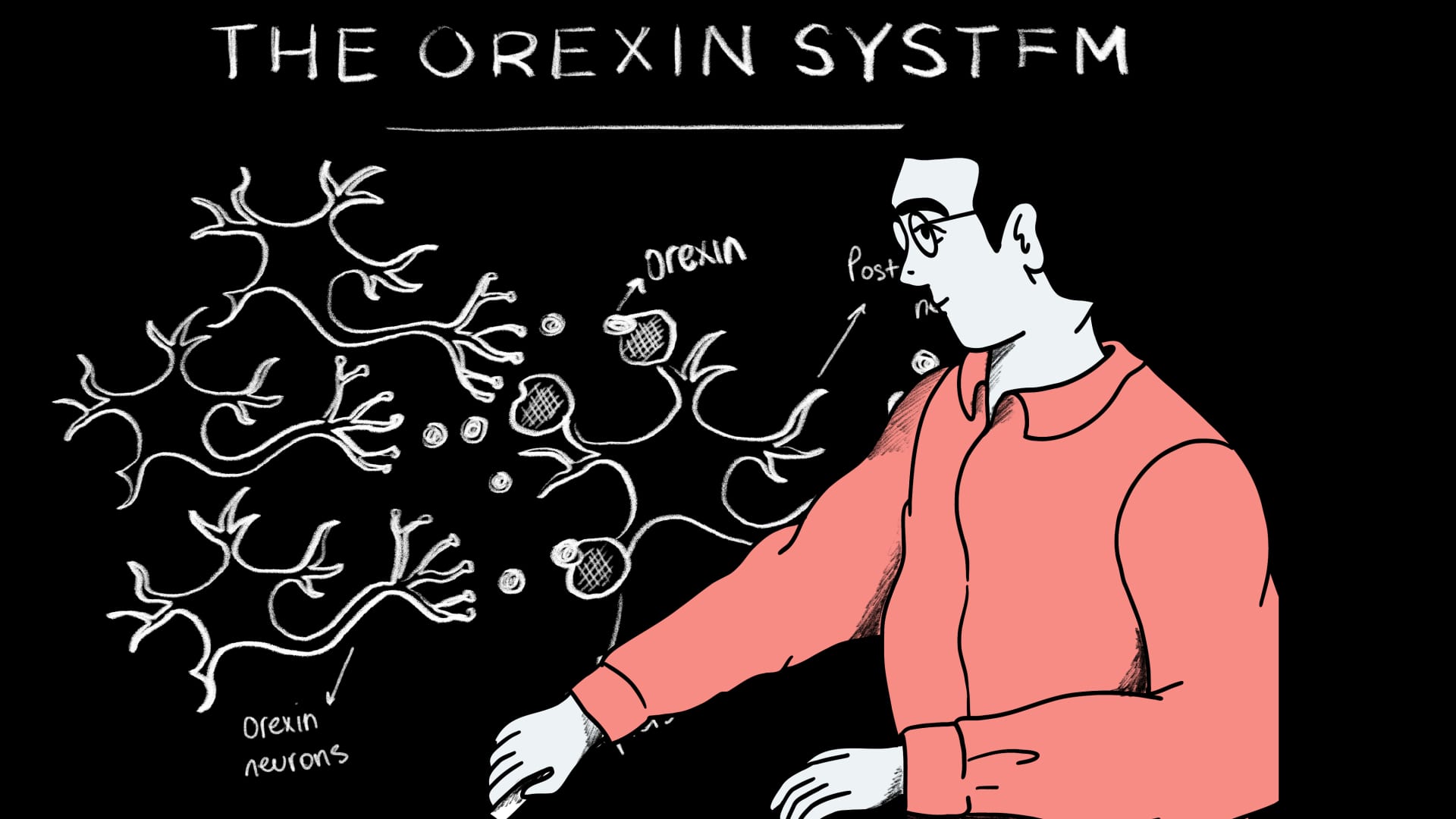 Illustration of a person pointing to a diagram labeled 'The Orexin System' showing orexin neurons and their connections.