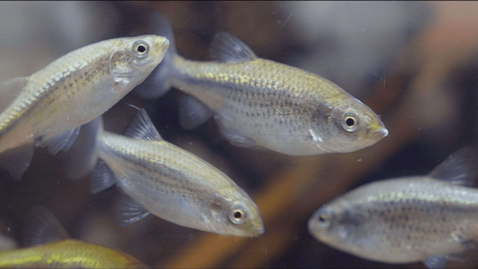 Four fish