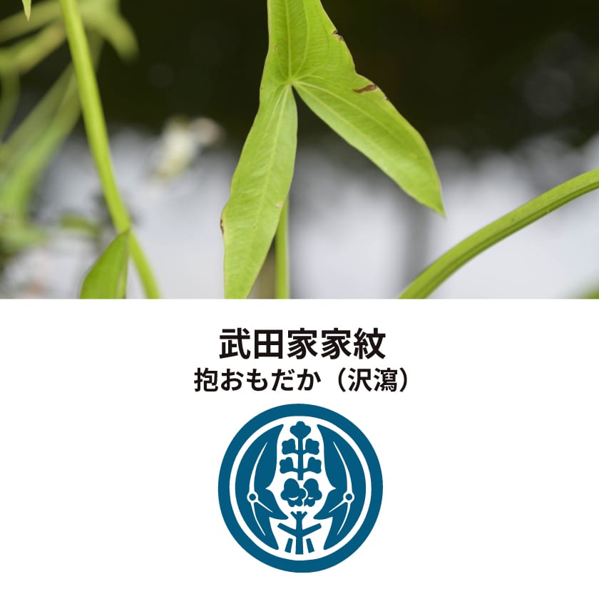 武田家・家紋の植物、オモダカ