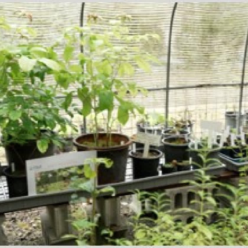 京都の絶滅危惧種 陰性植物