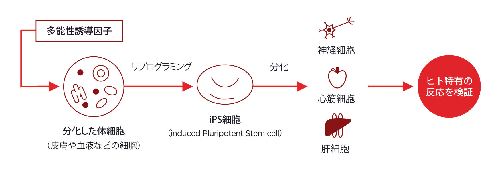 iPS細胞は、神経細胞や心筋細胞、肝細胞など、さまざまな組織や臓器の細胞に分化できます。iPS細胞を非臨床試験でつかい、ヒト特有の反応を実験早期から検証できます。