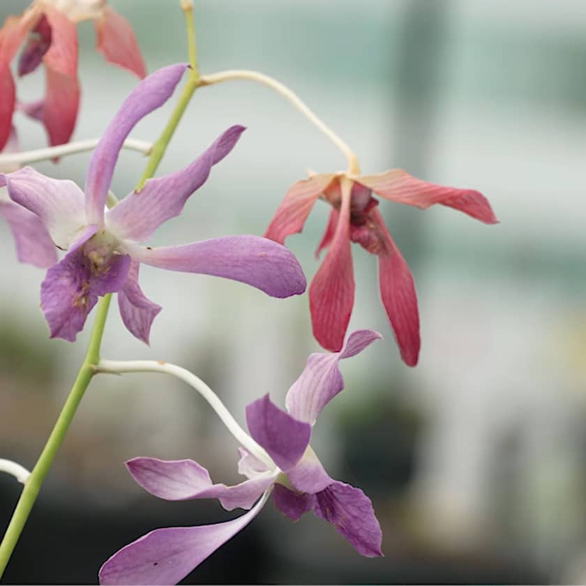 小石川植物園とのパートナーシップとは