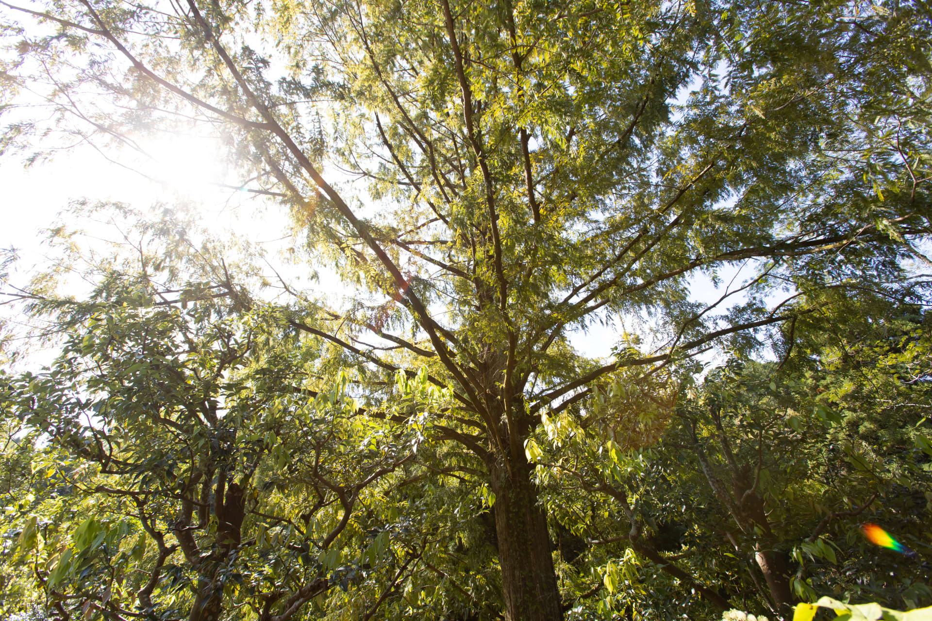 Takeda Tree