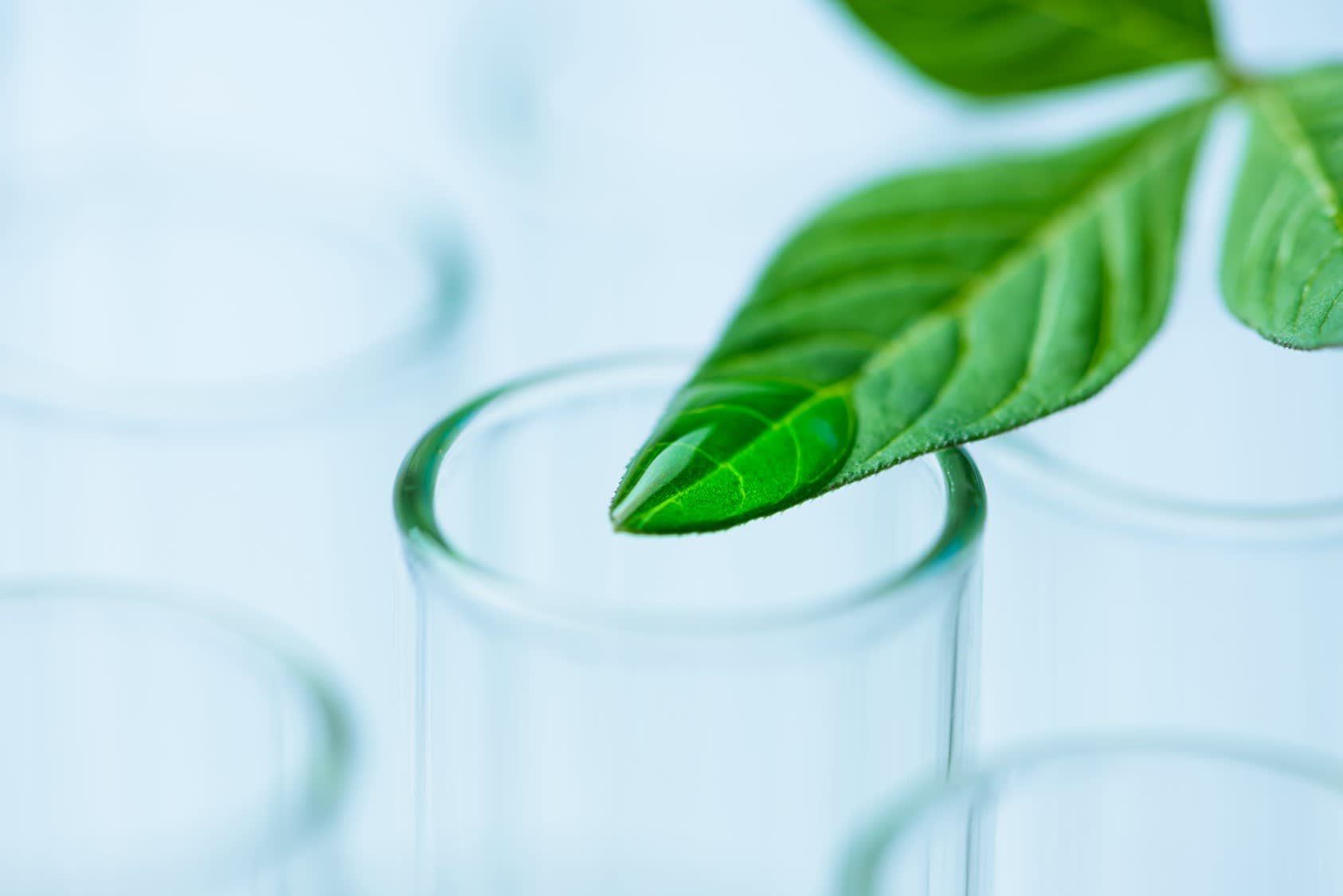 A green leaf on top of test tubes