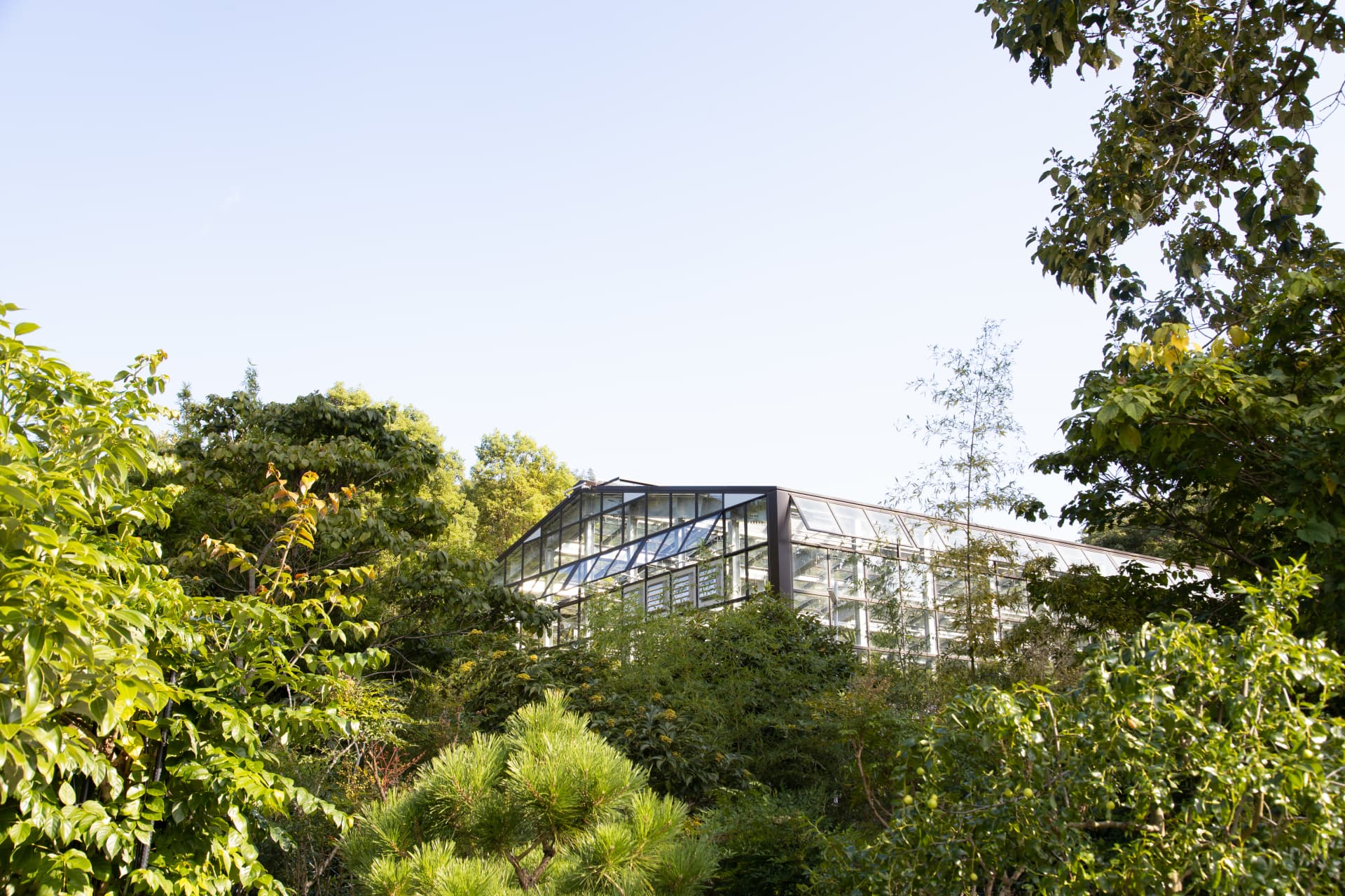 greenhouse surrounded by plants
