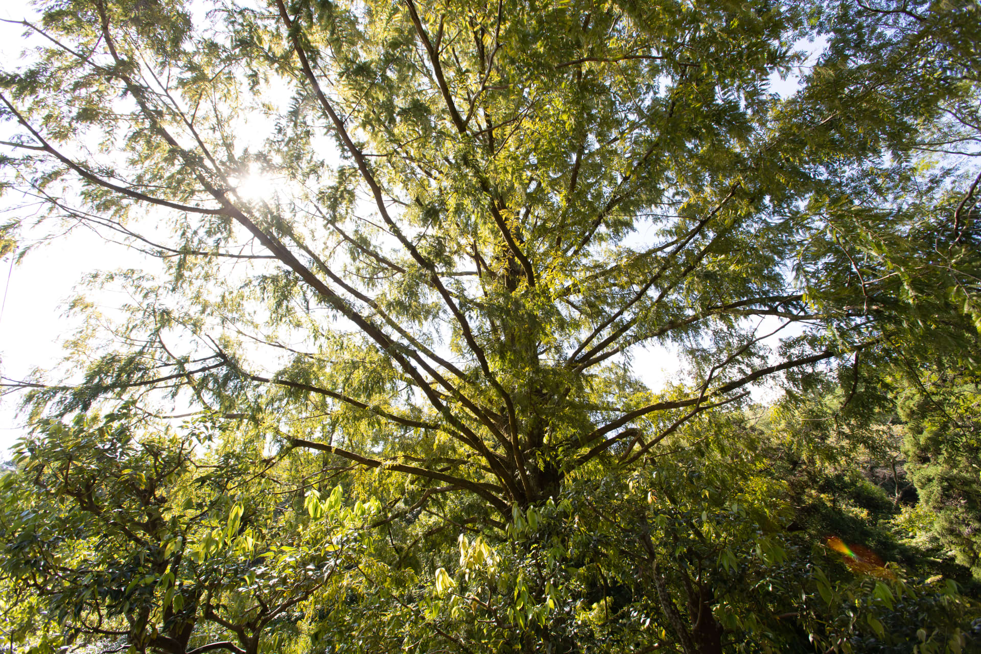 Tree with sun shining through