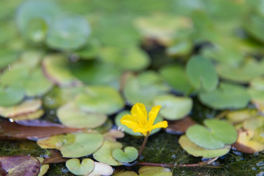 緑の中で咲いた一輪の花