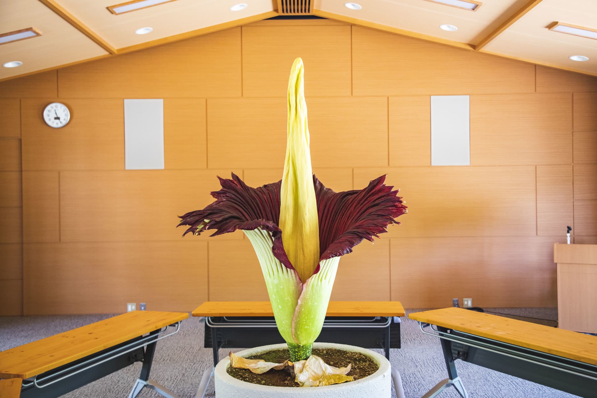 花の高さ145㎝