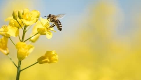 Bee on yellow flower