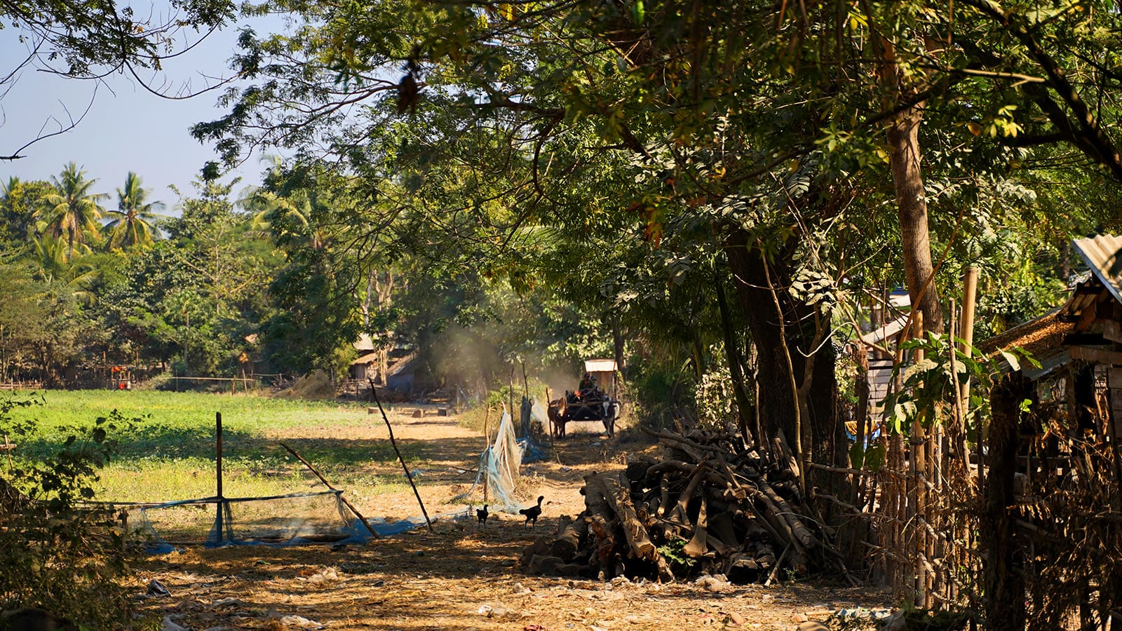 Street in the jungle