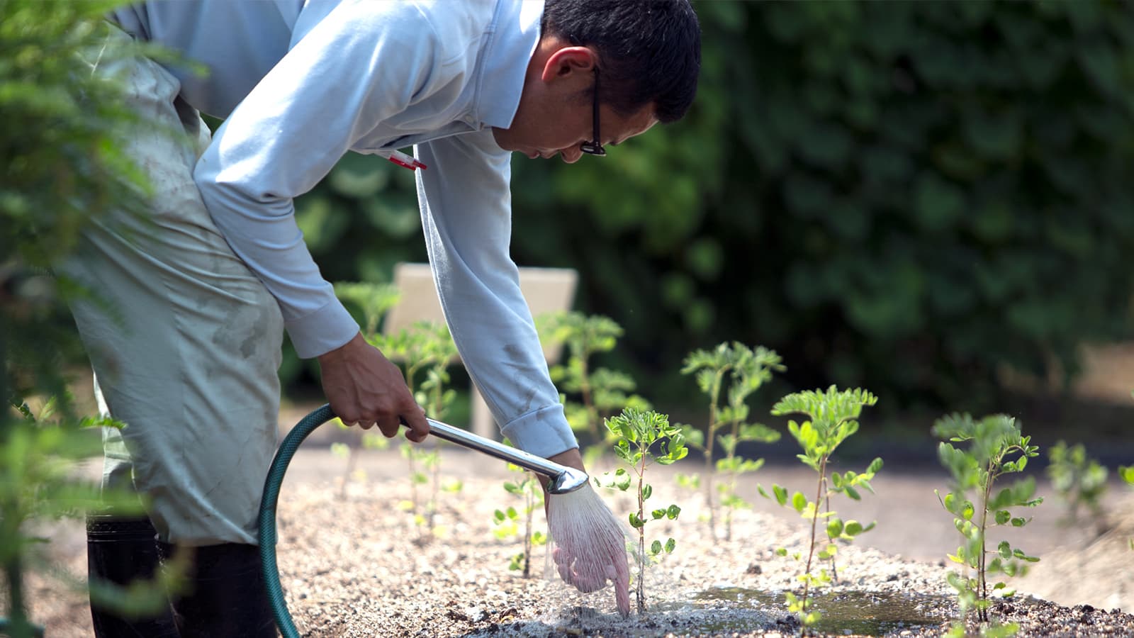 Man watering plants