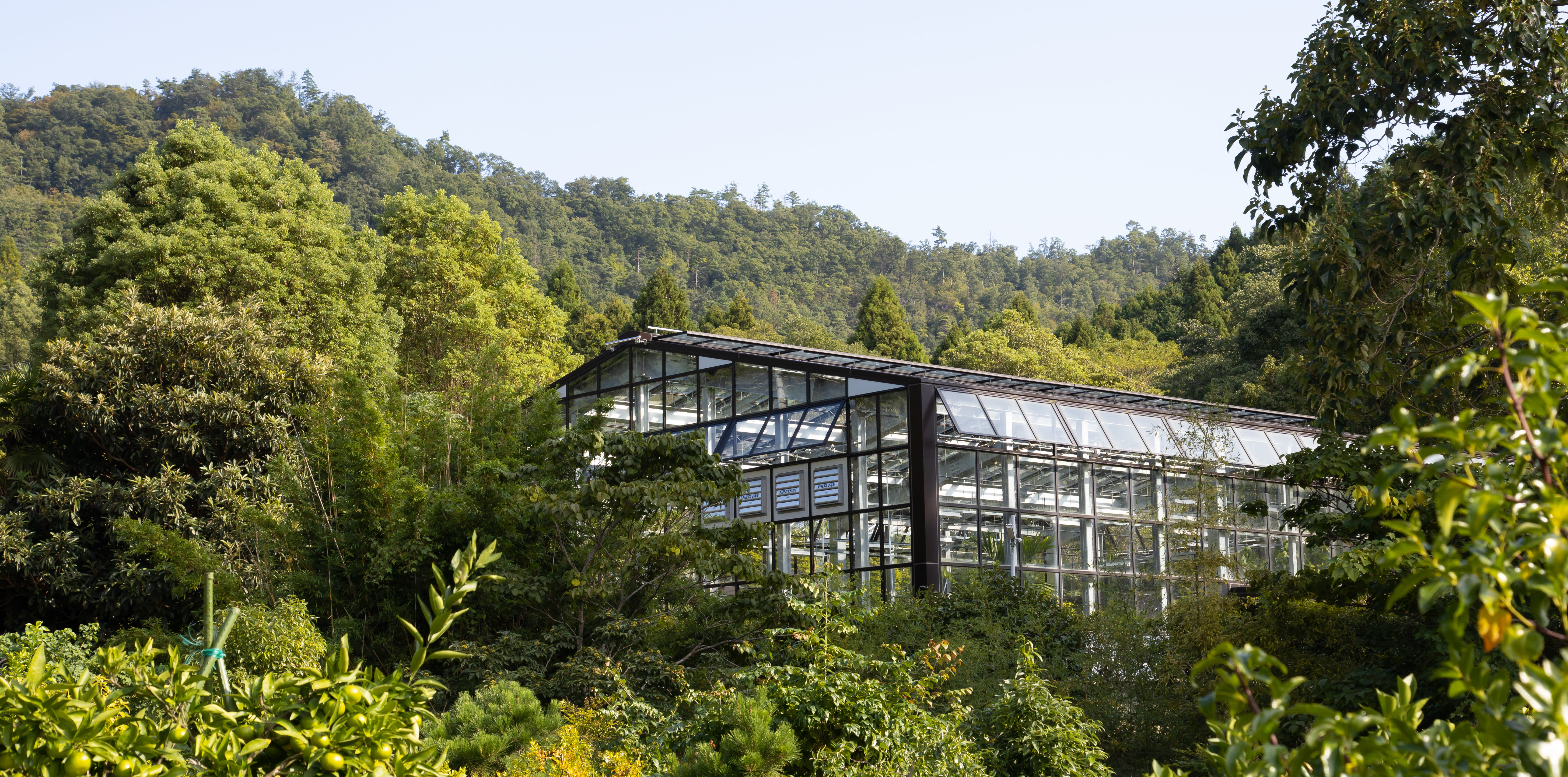 greenhouse surrounded by plants