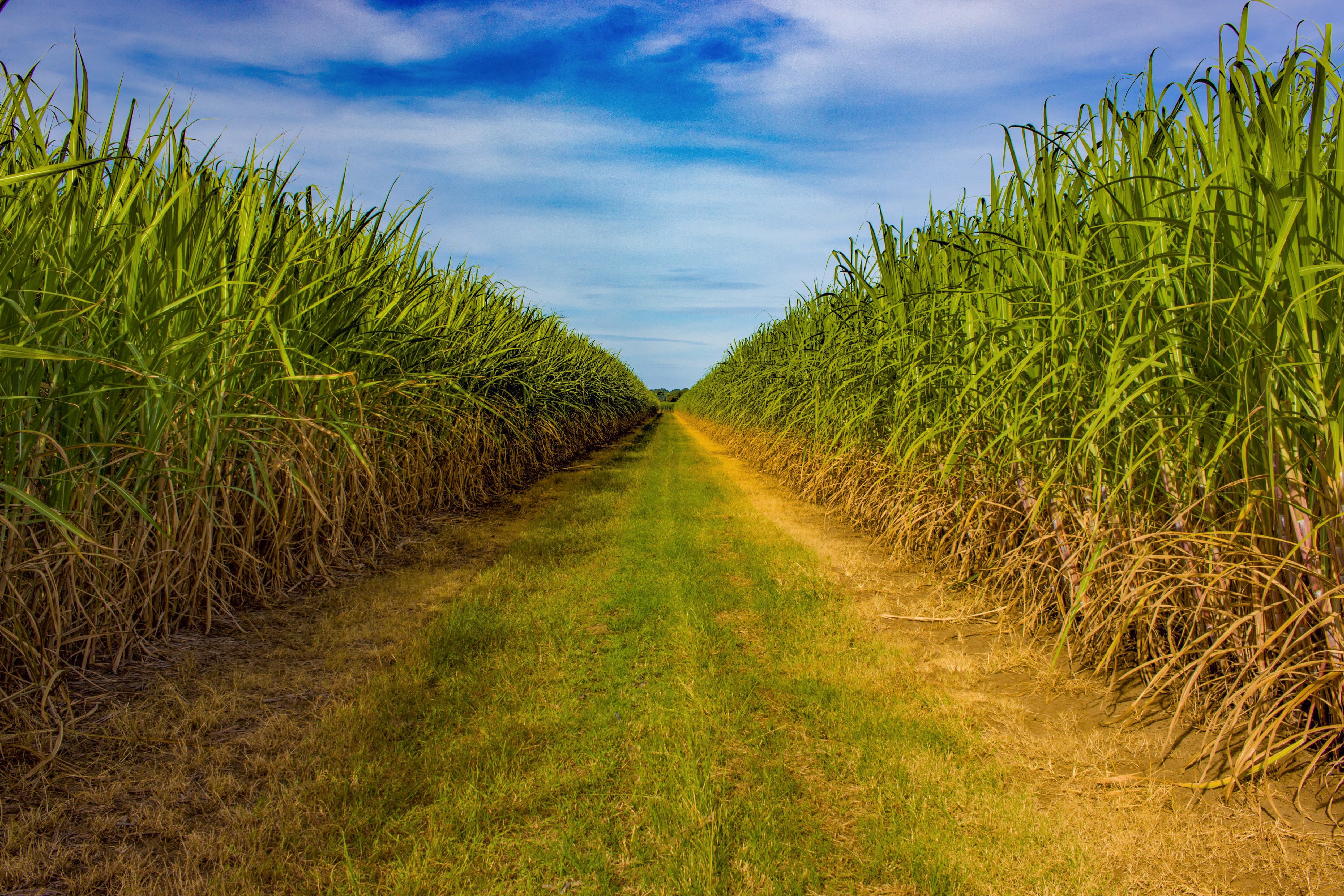 Agricultural field