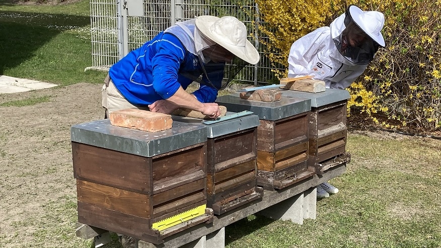 two people working with beehives